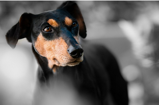 Dog Poop Pickup in Putnam Michigan