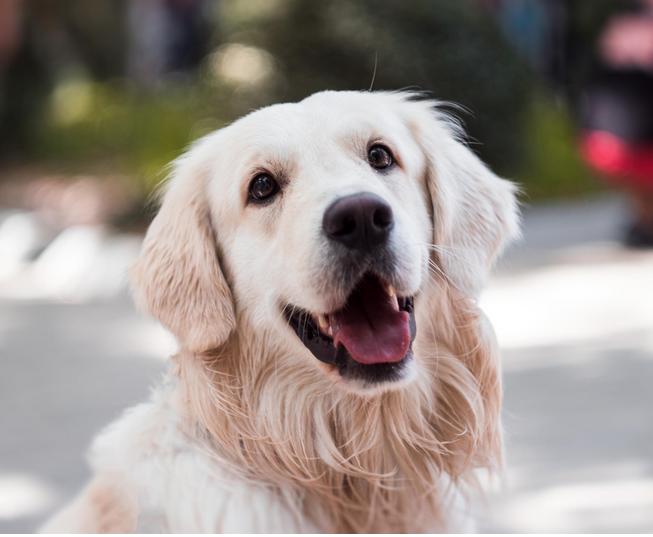 Dog Poop Pickup in Putnam Michigan