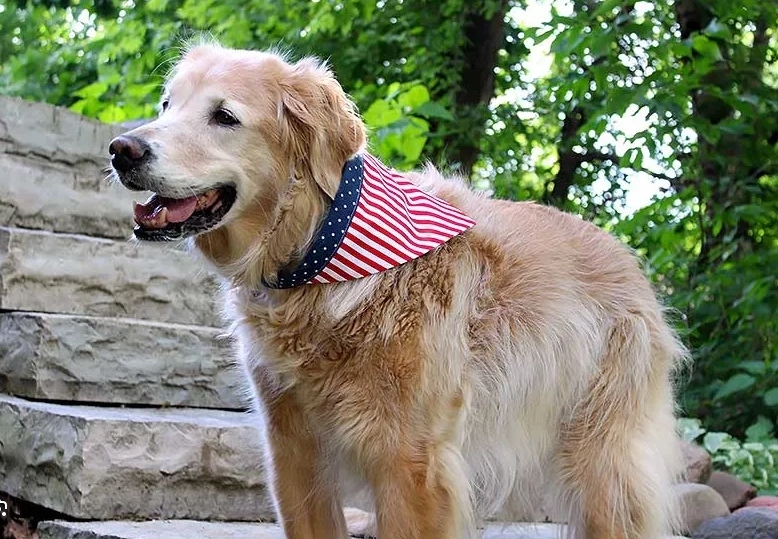 Dog Poop Pickup in Putnam Michigan